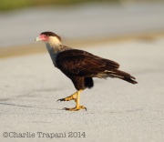 6S3A9591Crested-Caracara