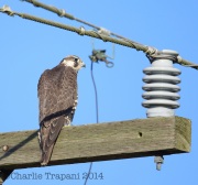 6S3A9608Peregrine_Falcon