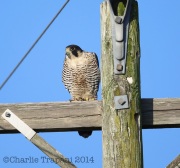 6S3A9614Peregrine_Falcon