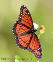 6S3A9643Viceroy