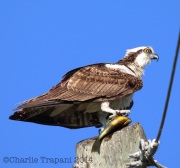 6S3A9675Osprey