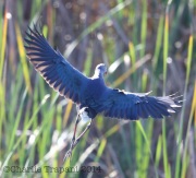 6S3A9678Purple_Swamphen