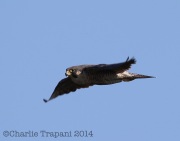 6S3A9682Peregrine_Falcon