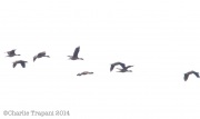 6S3A9691Fulvous_Whistling_Ducks
