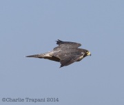 6S3A9739Peregrine_Falcon
