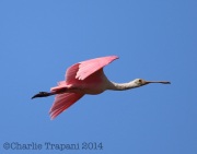 6S3A9786Roseate_Spoonbill
