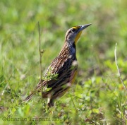 6S3A9799Eastern_Meadowlark