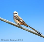 6S3A9857Scissor-Tailed_Flycatcher