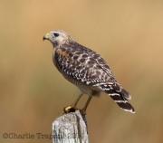 6S3A9888Red-Shouldered_Hawk