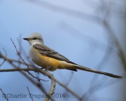 6S3A9900Scissor-Tailed_Flycatcher