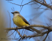6S3A9908Tropical_Kingbird