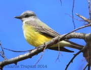 6S3A9923Tropical_Kingbird