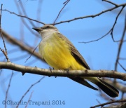 6S3A9948Tropical_Kingbird