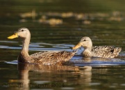6S3A9970Mottled_Ducks