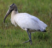 6S3A9982Wood_Stork