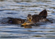 6S3A9994Mottled_Ducks