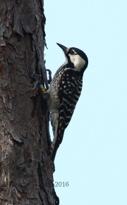 0J6A4371Red-Cockaded_Woodpecker