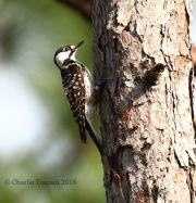 0J6A4375Red-Cockaded_Woodpecker