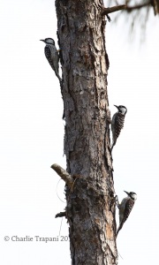 0J6A4415Red-Cockaded_Woodpecker