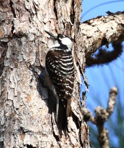 0J6A4422Red-Cockaded_Woodpecker