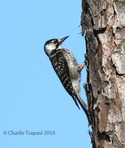 0J6A4538Red-Cockaded_Woodpecker