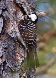 0J6A4553Red-Cockaded_Woodpecker