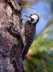 0J6A4574Red-Cockaded_Woodpecker