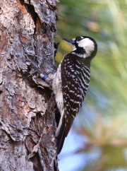 0J6A4591Red-Cockaded_Woodpecker