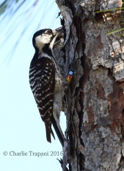 0J6A4610Red-Cockaded_Woodpecker