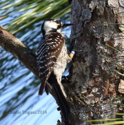 0J6A4619Red-Cockaded_Woodpecker