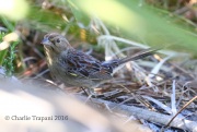 0J6A4644Bachman's_Sparrow