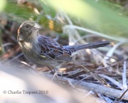 0J6A4645Bachman's_Sparrow
