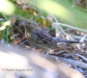 0J6A4649Bachman's_Sparrow