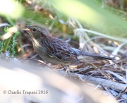 0J6A4655Bachman's_Sparrow