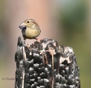 0J6A4680Bachman's_Sparrow