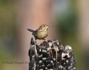 0J6A4683Bachman's_Sparrow