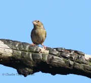 0J6A4701Bachman's_Sparrow