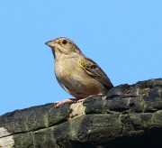 0J6A4721Bachman's_Sparrow
