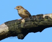 0J6A4726Bachman's_Sparrow