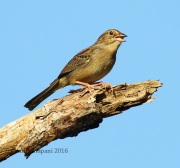 0J6A4771Bachman's_Sparrow