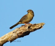 0J6A4783Bachman's_Sparrow