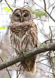 0J6A4848Barred_Owl