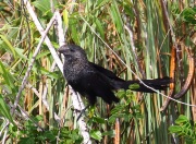 0J6A5033Smooth-Billed_Ani