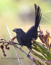 0J6A5099Smooth-Billed_Ani