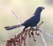 0J6A5112Smooth-Billed_Ani