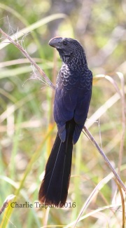 0J6A5158Smooth-Billed_Ani