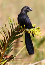 0J6A5202Smooth-Billed_Ani