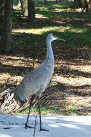 0J6A5220Sandhill_Crane