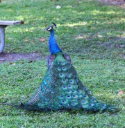 0J6A5240Indian_Blue_Peacock