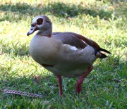 0J6A5250Egyptian_Goose